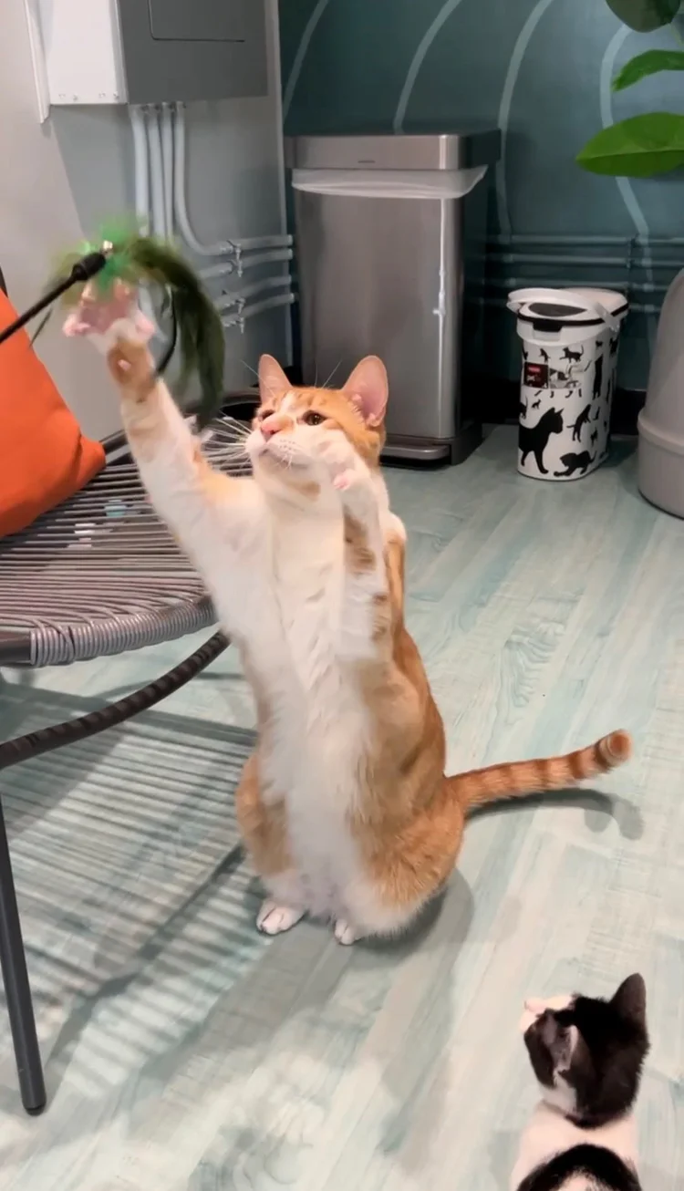 play with kittens