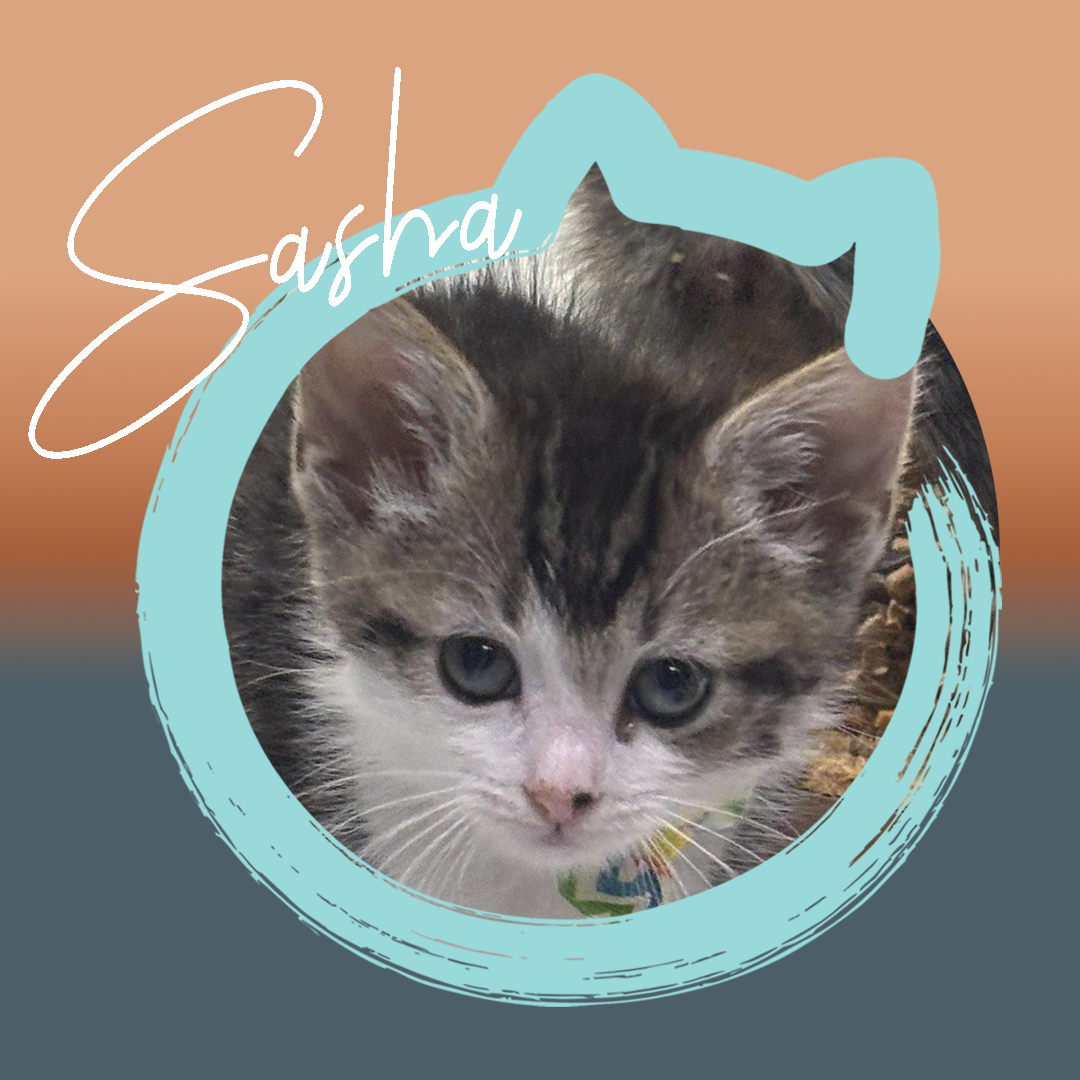 Sasha — photo 1