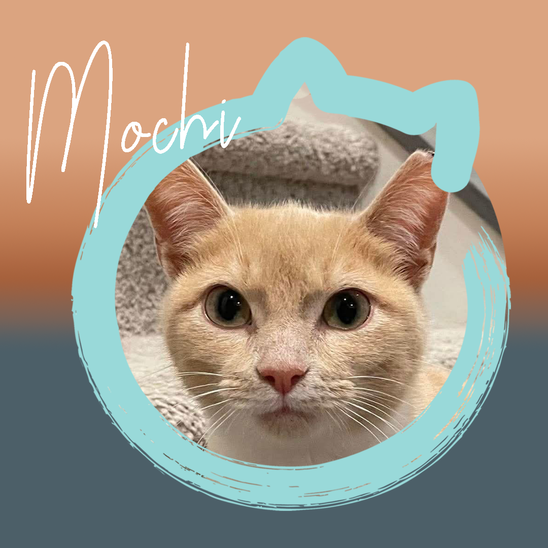 Mochi — photo 1