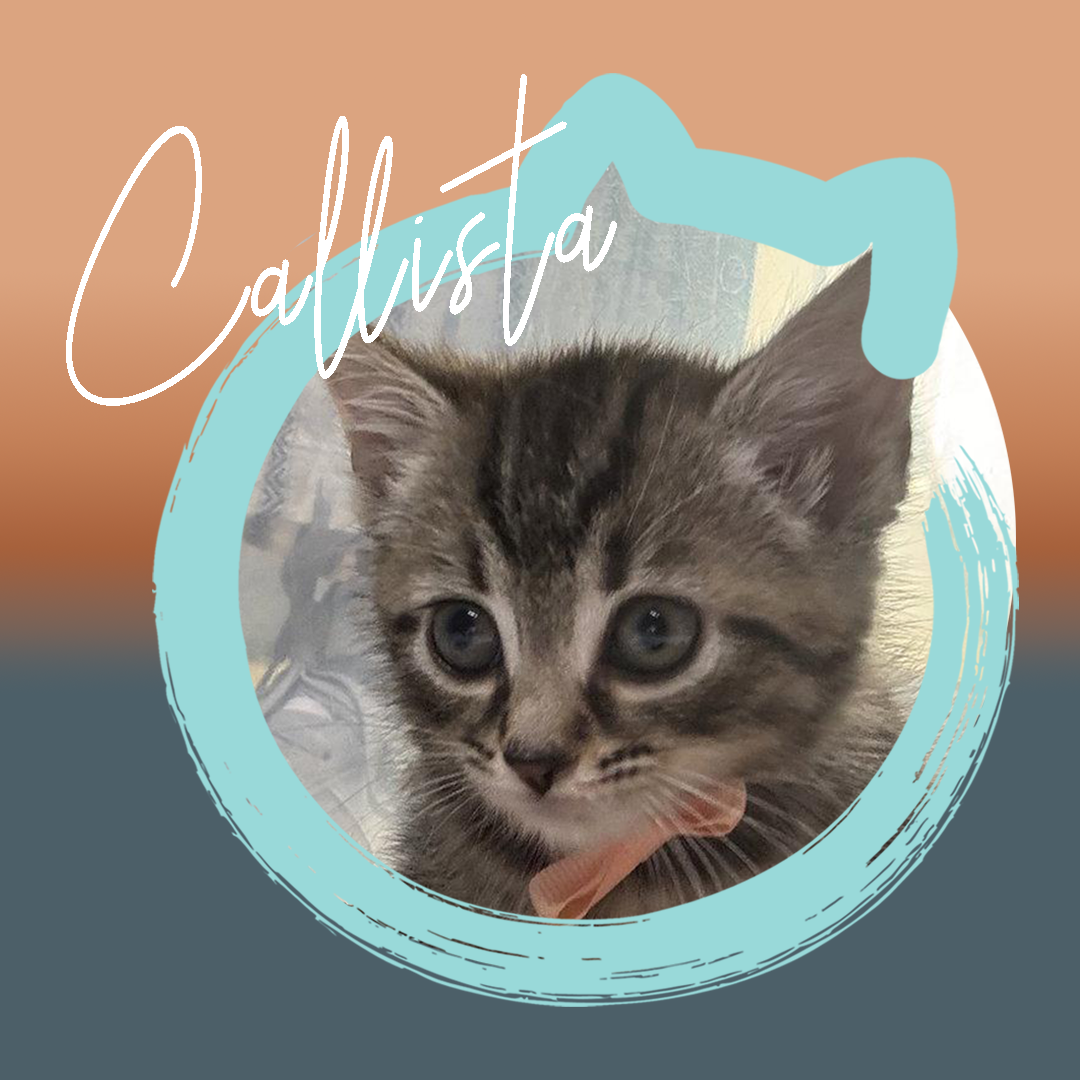 Callista — photo 1
