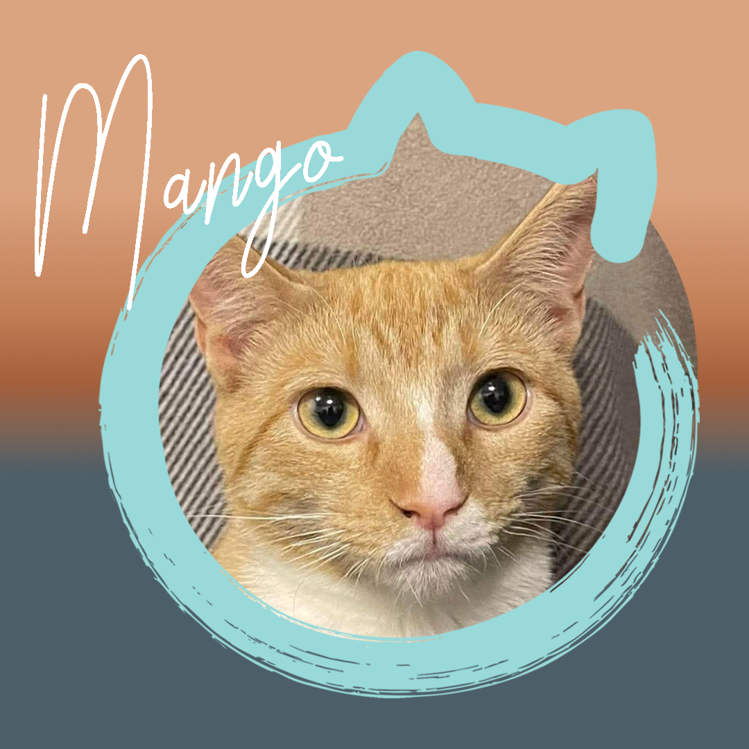 Mango — photo 1