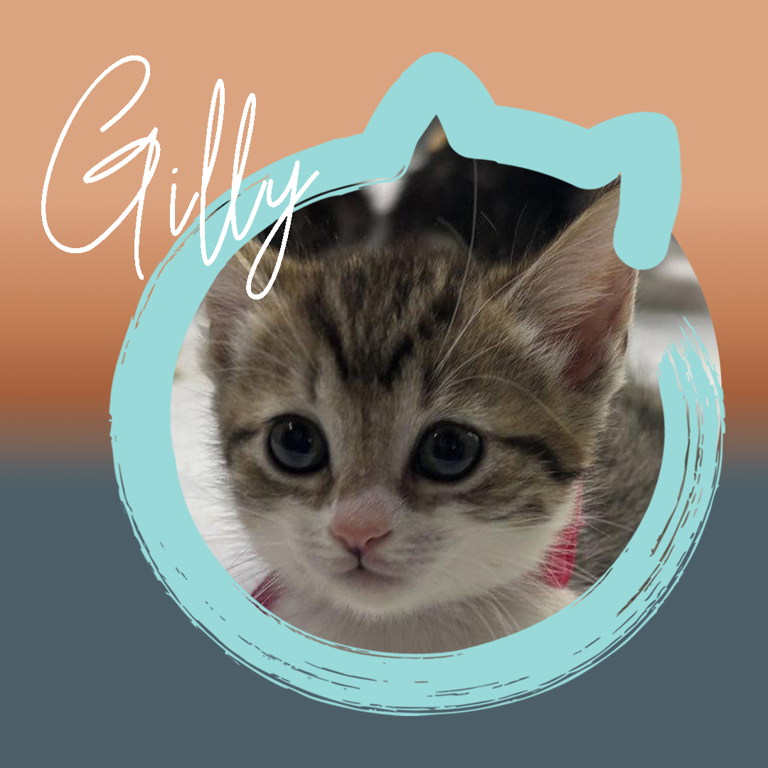 Gilly — photo 1