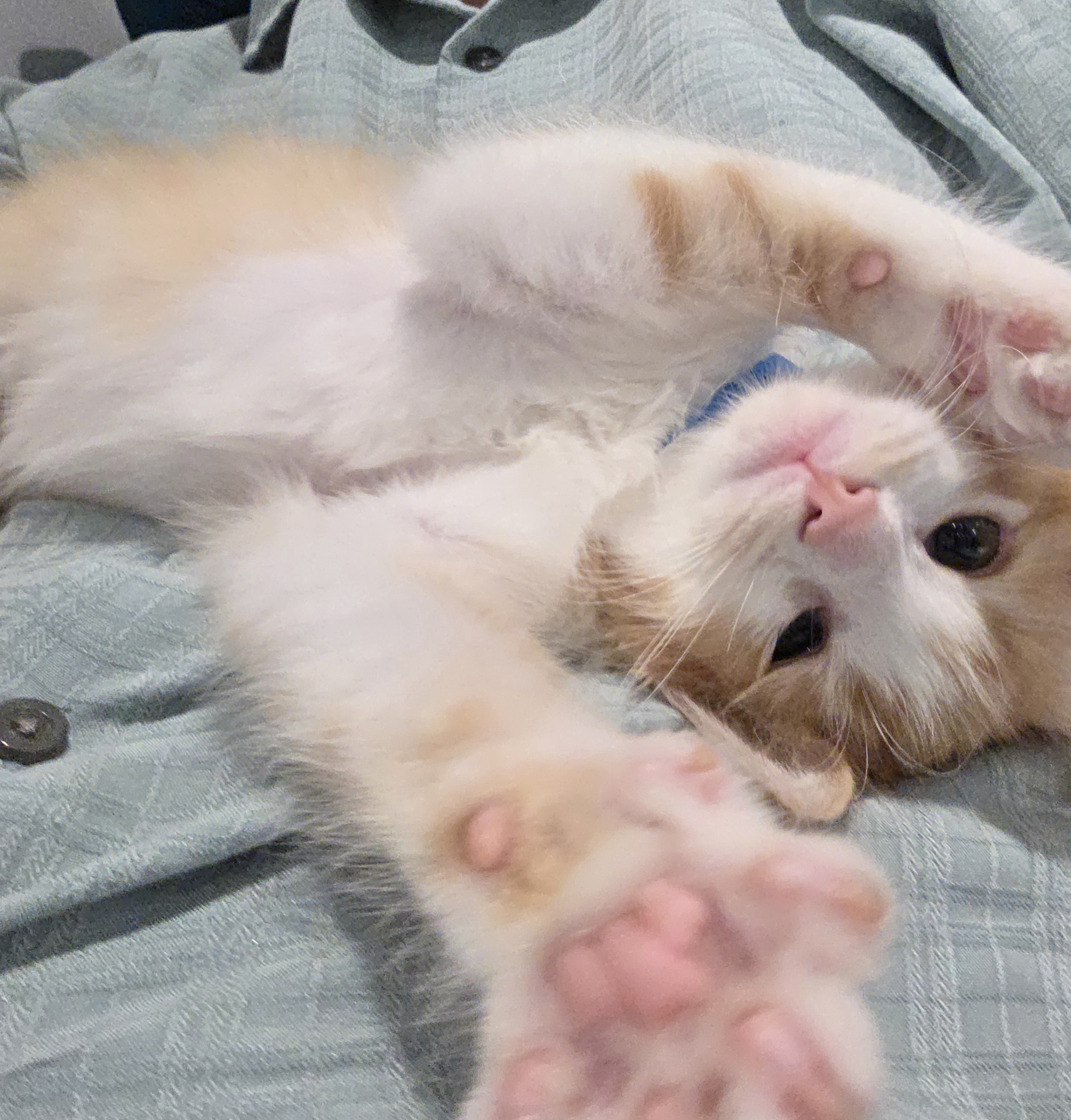Test new kitten