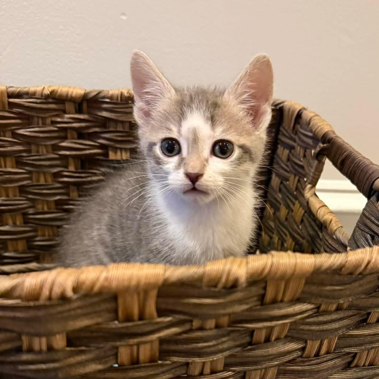Chip — photo 1
