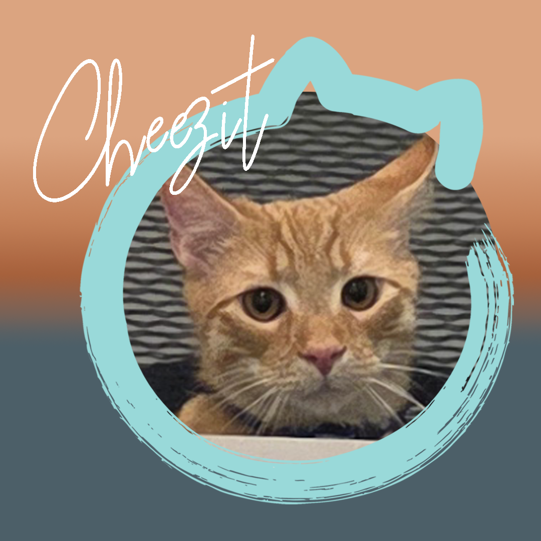 Cheezit — photo 1