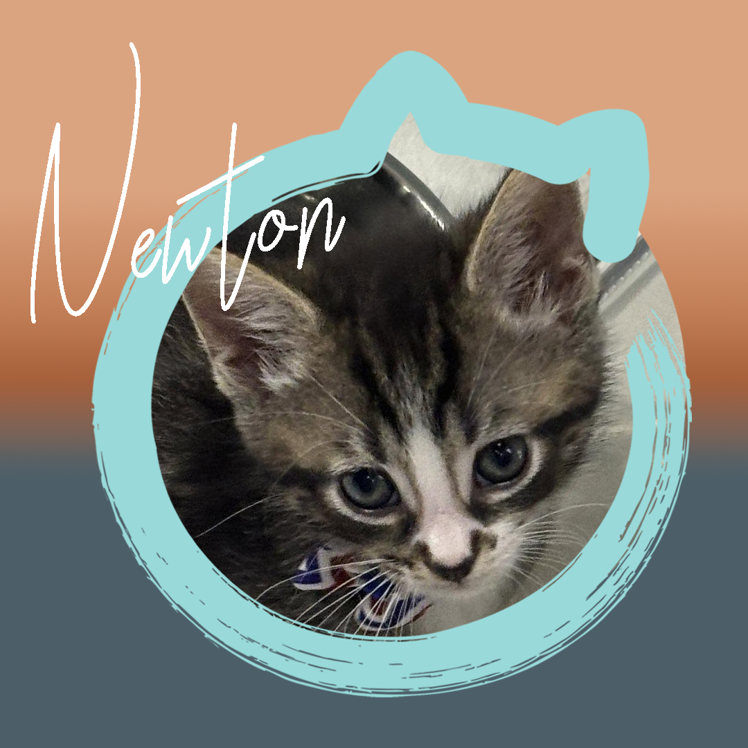 Newton — photo 1