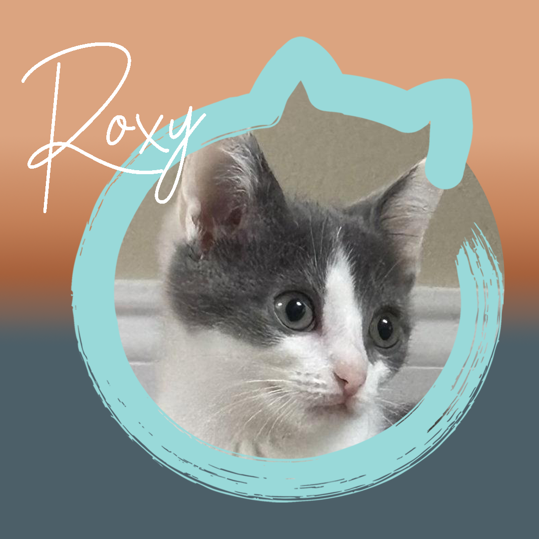 Roxi — photo 1